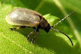 Attēlu rezultāti vaicājumam “Lochmaea caprea”