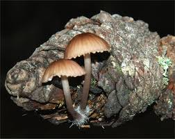 Attēlu rezultāti vaicājumam “Mycena purpureofusca”