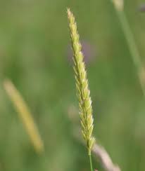 Attēlu rezultāti vaicājumam “Cynosurus cristatus”