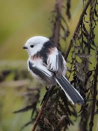 Attēlu rezultāti vaicājumam “Aegithalos caudatus adult”