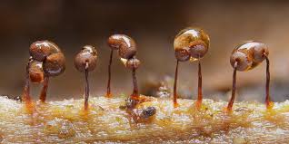 Attēlu rezultāti vaicājumam “Cribraria sp.”