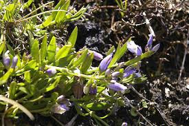 Attēlu rezultāti vaicājumam “Polygala vulgaris flower”