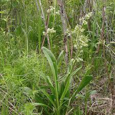 Attēlu rezultāti vaicājumam “Valeriana officinalis bud”