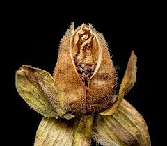 Attēlu rezultāti vaicājumam “Digitalis purpurea fruit”