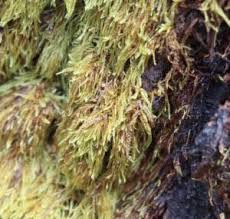 Attēlu rezultāti vaicājumam “Hypnum cupressiforme var. filiforme”