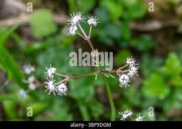 Attēlu rezultāti vaicājumam “Sanicula europaea flower”