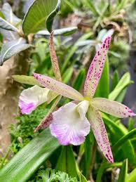 Attēlu rezultāti vaicājumam “Collaria sp.”