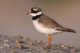 Attēlu rezultāti vaicājumam “Charadrius hiaticula adult”