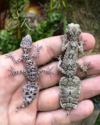 Attēlu rezultāti vaicājumam “Lycogala asperum”