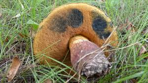 Attēlu rezultāti vaicājumam “Boletus luridus”