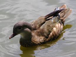 Attēlu rezultāti vaicājumam “Aix galericulata”