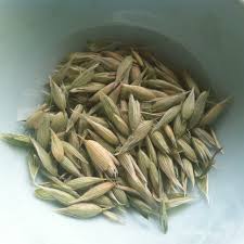 Attēlu rezultāti vaicājumam “Avena sativa fruit”