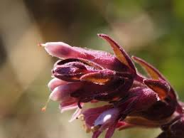 Attēlu rezultāti vaicājumam “Odontites vulgaris flower”