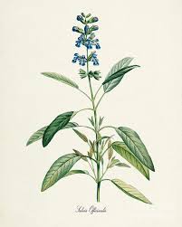 Image result for Salvia officinalis