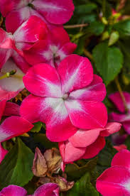 Image result for Impatiens walleriana