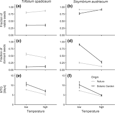 Attēlu rezultāti vaicājumam “Trifolium spadiceum fruit”