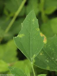 Attēlu rezultāti vaicājumam “Chenopodium album leaf”