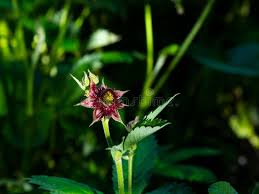 Attēlu rezultāti vaicājumam “Comarum palustre fruit”