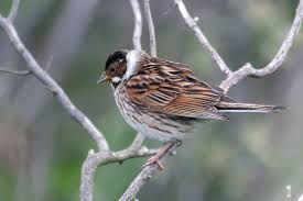 Attēlu rezultāti vaicājumam “Emberiza schoeniclus male”