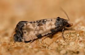 Attēlu rezultāti vaicājumam “Cochylis dubitana”