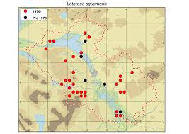 Attēlu rezultāti vaicājumam “Lathraea squamaria fruit”