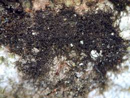 Attēlu rezultāti vaicājumam “Cystocoleus ebeneus”