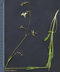 Attēlu rezultāti vaicājumam “Silene nutans”