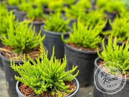 Attēlu rezultāti vaicājumam “Calluna vulgaris”