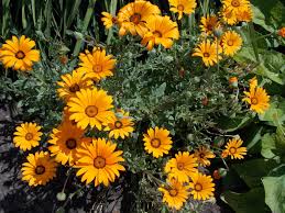 Image result for Dimorphotheca sinuata