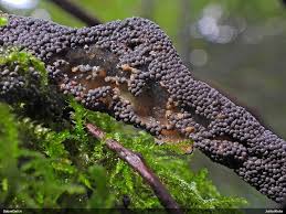 Attēlu rezultāti vaicājumam “Diderma crustaceum macro”