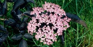 Attēlu rezultāti vaicājumam “Sambucus nigra”