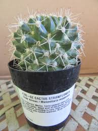 Attēlu rezultāti vaicājumam “Cribraria macrocarpa stalked”