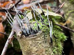 Attēlu rezultāti vaicājumam “Xylaria”