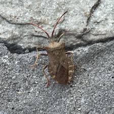 Attēlu rezultāti vaicājumam “Coreus marginatus imago”