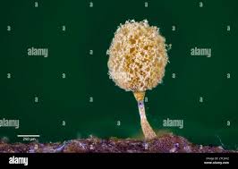 Attēlu rezultāti vaicājumam “Trichia sp.”