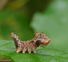 Attēlu rezultāti vaicājumam “Falcaria lacertinaria”