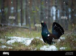 Attēlu rezultāti vaicājumam “Tetrao urogallus male”