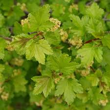 Attēlu rezultāti vaicājumam “Ribes alpinum leaf”