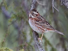 Image result for Emberiza rustica
