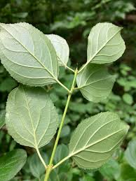 Attēlu rezultāti vaicājumam “Rhamnus cathartica leaf”