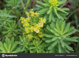 Attēlu rezultāti vaicājumam “Euphorbia cyparissias flower”