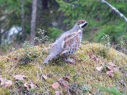 Attēlu rezultāti vaicājumam “Tetrastes bonasia”