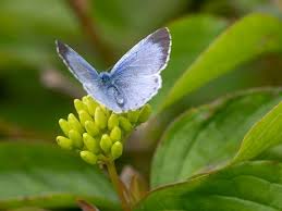 Attēlu rezultāti vaicājumam “Celastrina argiolus female”