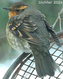 Image result for Ixoreus naevius