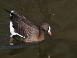 Attēlu rezultāti vaicājumam “Anser anser adult”