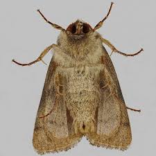 Attēlu rezultāti vaicājumam “Charanyca trigrammica”