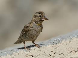 Image result for Petronia petronia