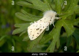 Attēlu rezultāti vaicājumam “Spilosoma lubricipeda”