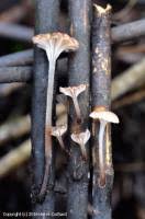 Attēlu rezultāti vaicājumam “Mycena belliarum”