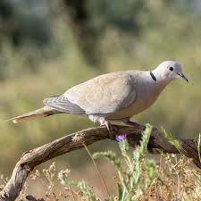 Attēlu rezultāti vaicājumam “Streptopelia decaocto adult”